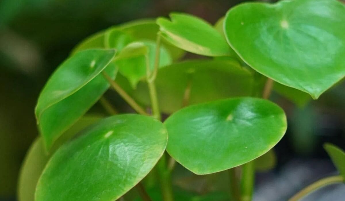 peperomia Polybotrya