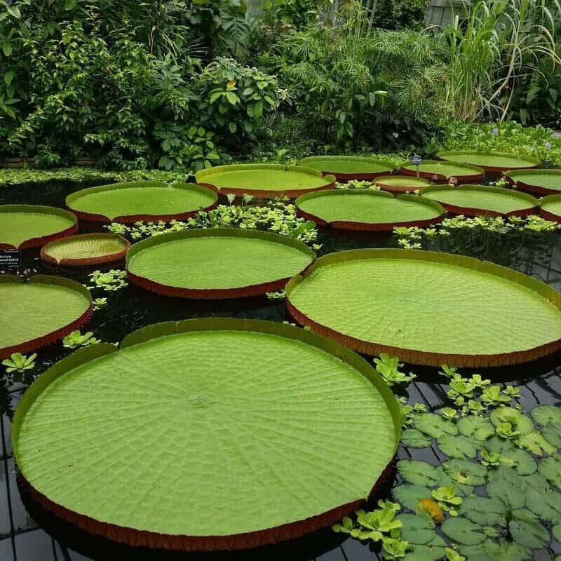 Plantas Aquáticas: características, classificação e espécies populares.