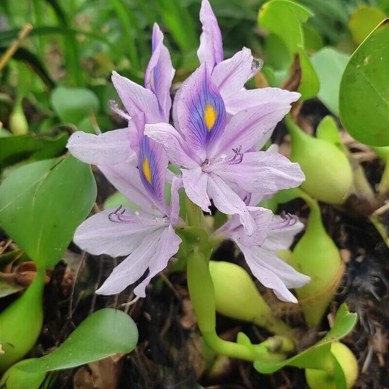 Plantas Aquáticas: características, classificação e espécies populares.