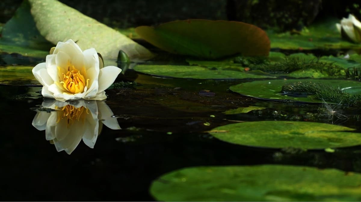 plantas aquáticas