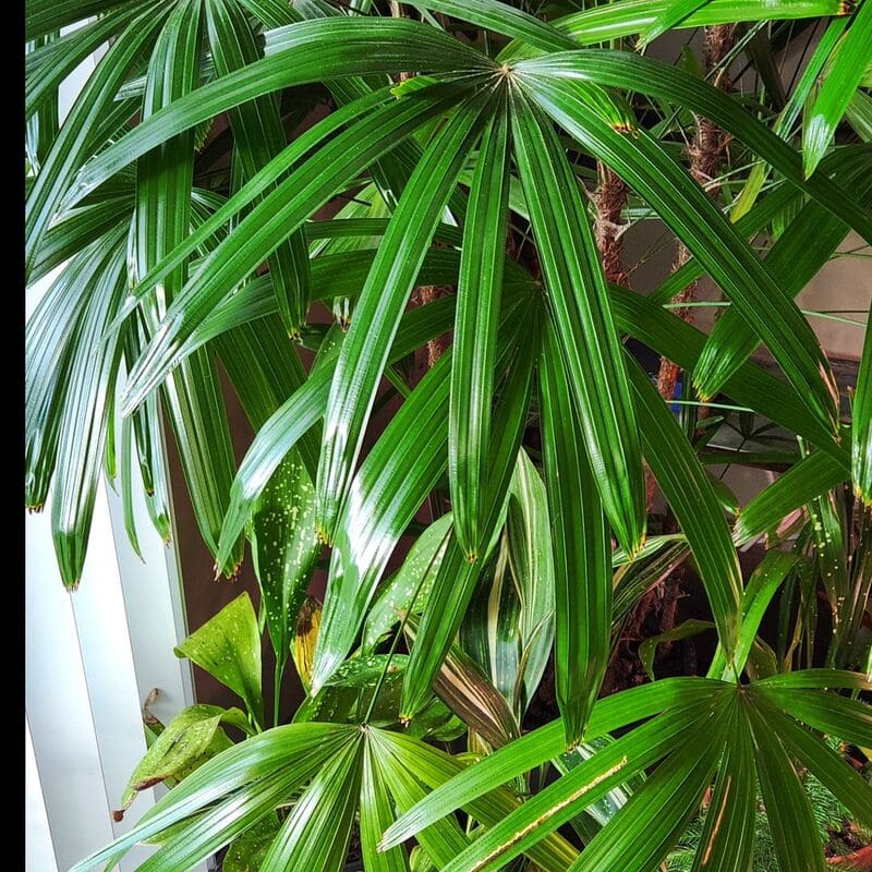 plantas grandes para sala 3