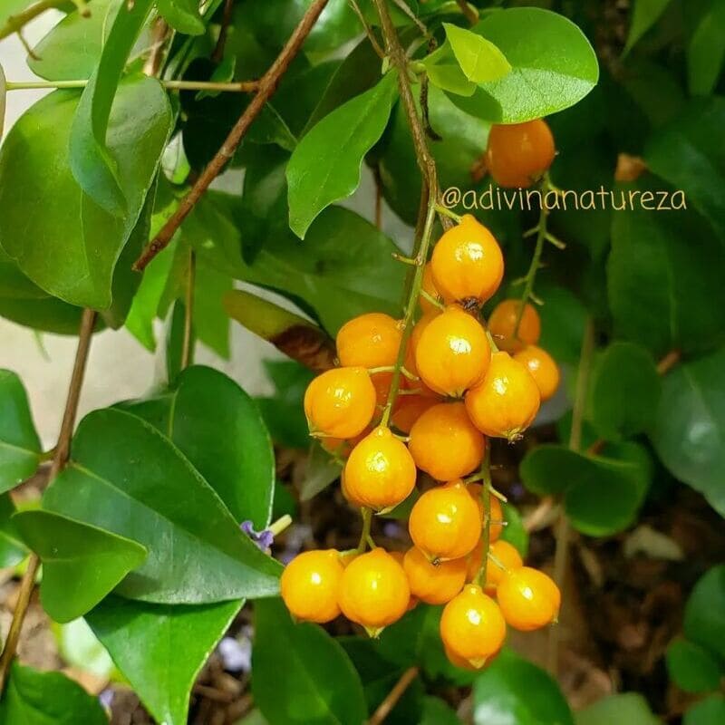 plantas que atraem pássaros