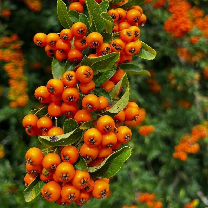 plantas que atraem pássaros