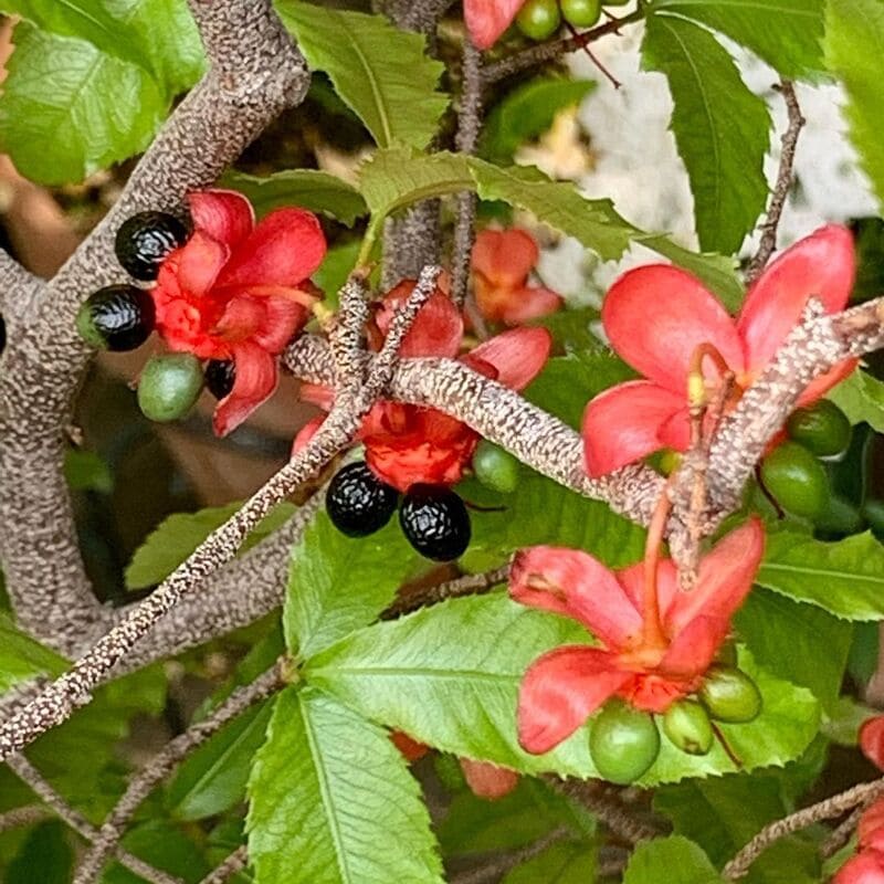 plantas que atraem pássaros