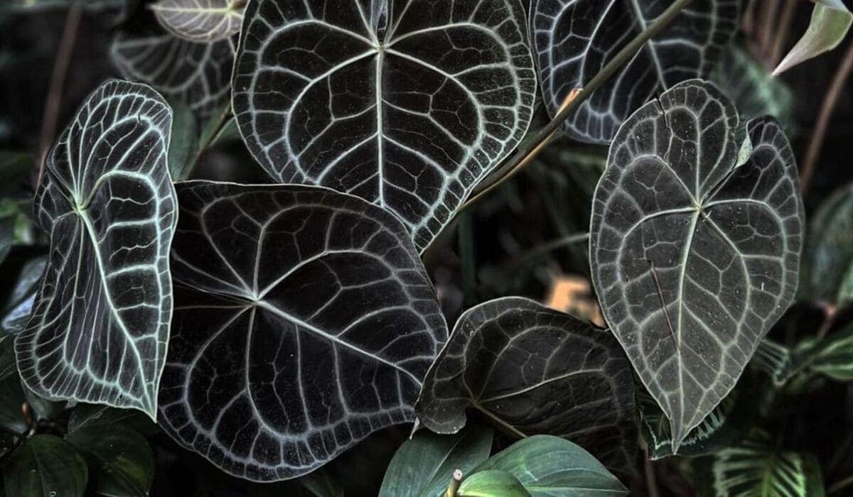 anthurium clarinervium