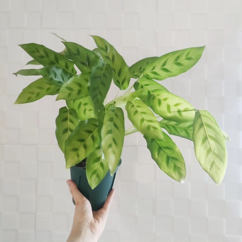 calathea leopardina