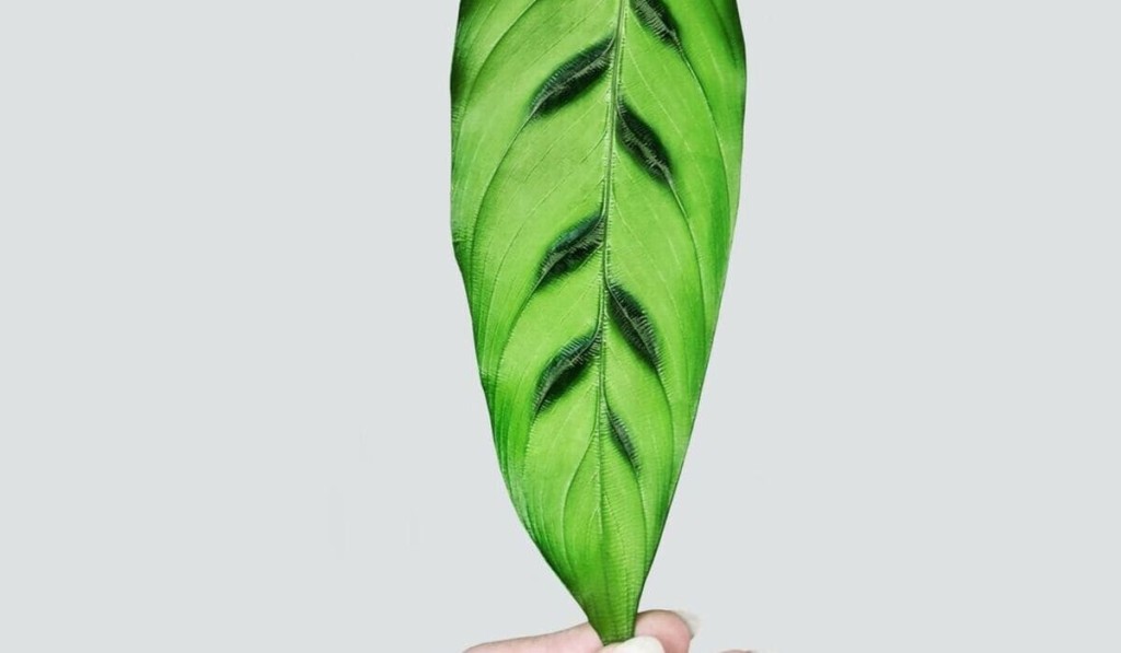 calathea laopardina