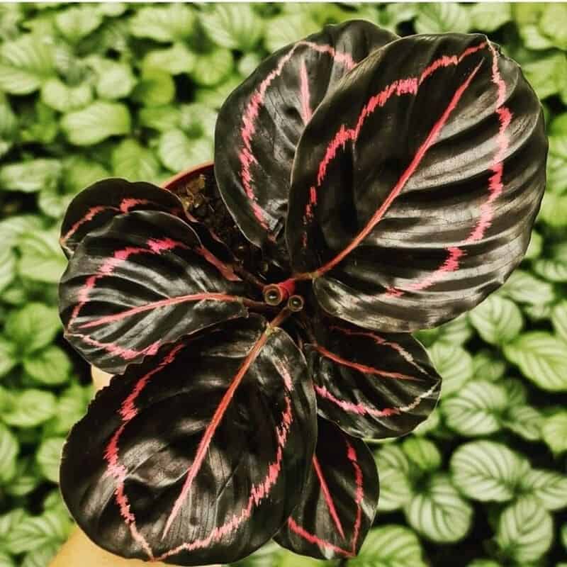 Calathea Rubi