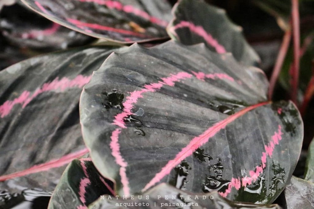 calathea rubi 2