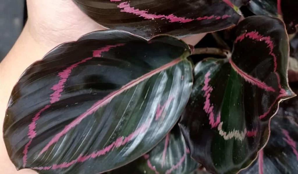 calathea rubi