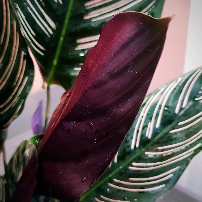 Calathea ornata: uma folhagem deslumbrante com padrões listrados.