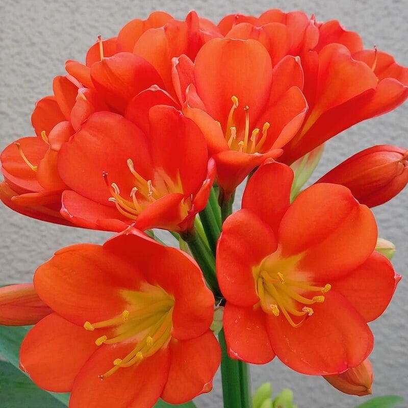 clivia 3