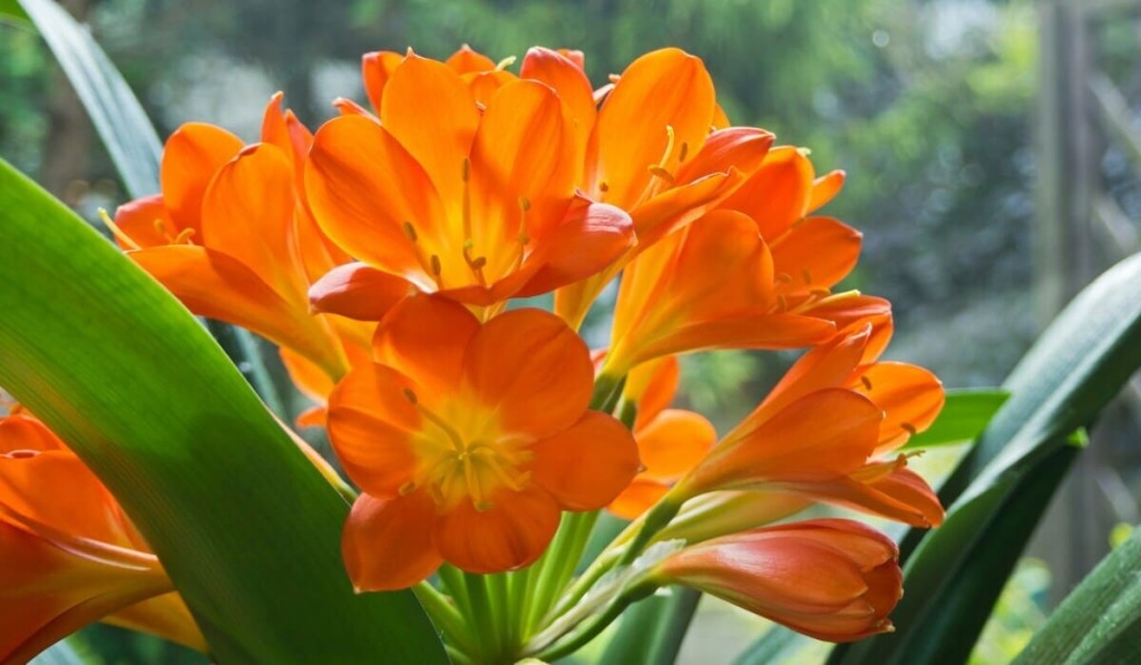 clivia