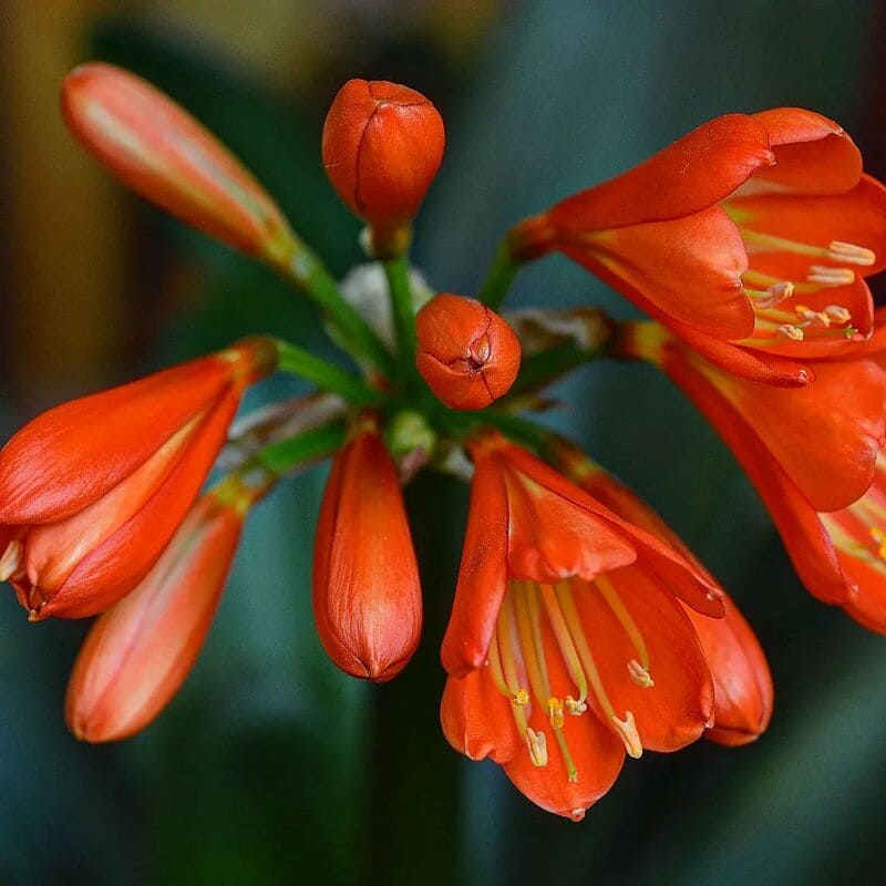 Clivia