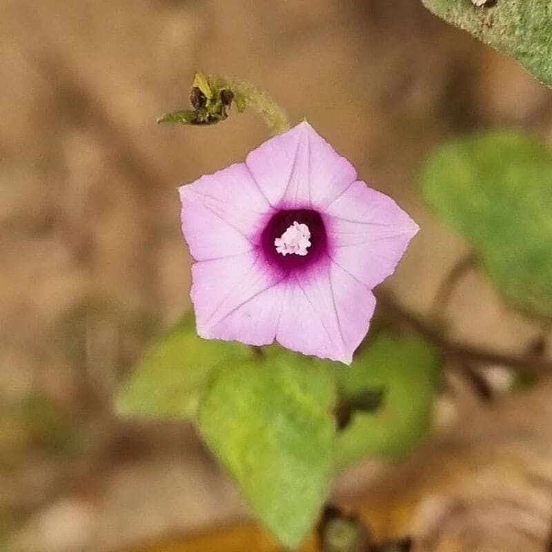 Corda-de-viola: Uma trepadeira com flores repletas de cor e vivacidade.