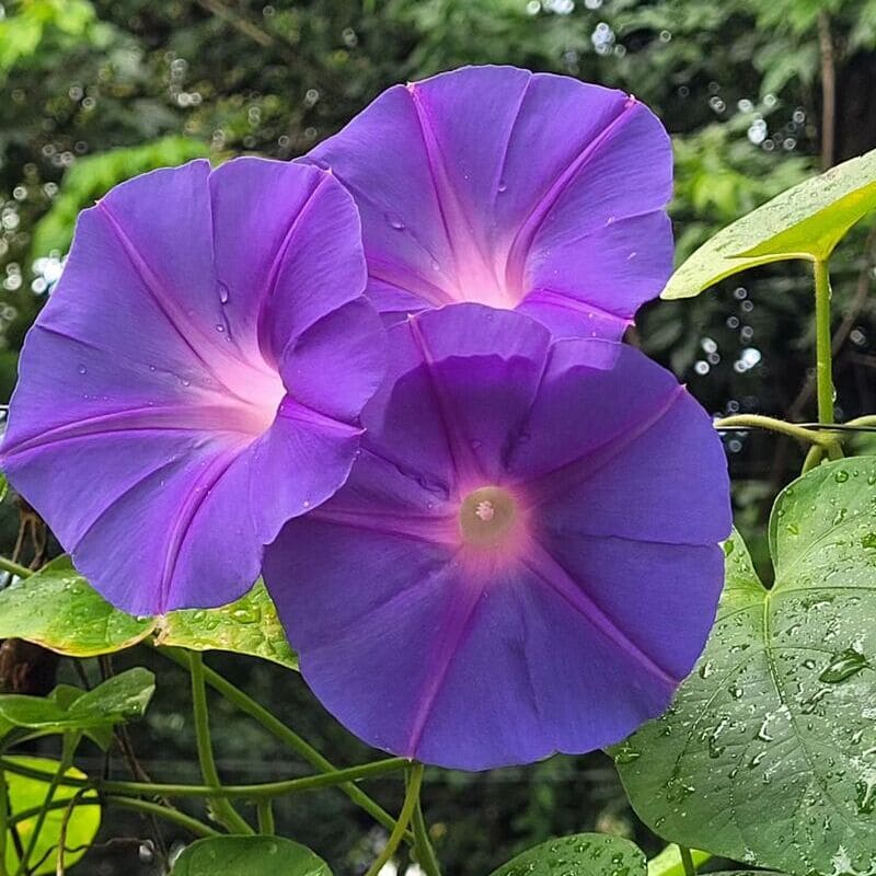 Corda-de-viola: Uma trepadeira com flores repletas de cor e vivacidade.