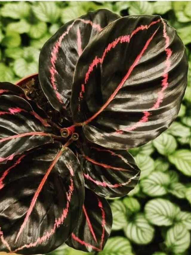 cropped-calathea-rubi-1.jpg