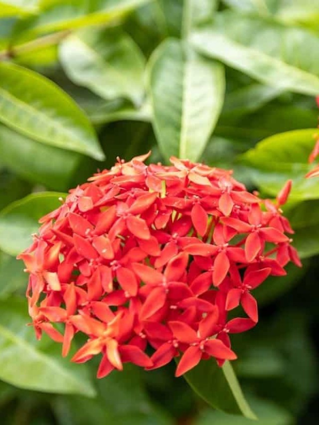 ixora