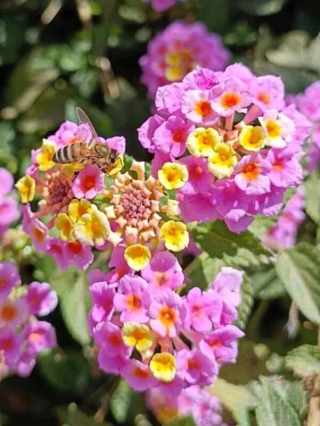 cropped-lantana-camara-1.jpg