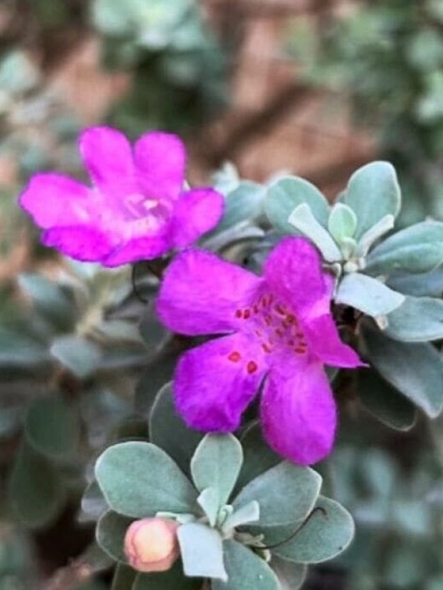 planta chuva de prata