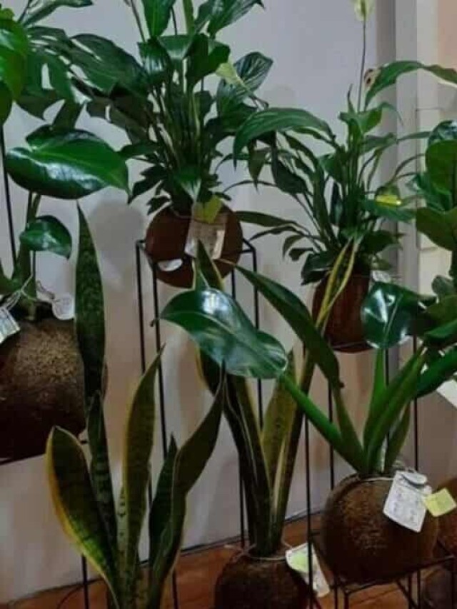 plantas para apartamento