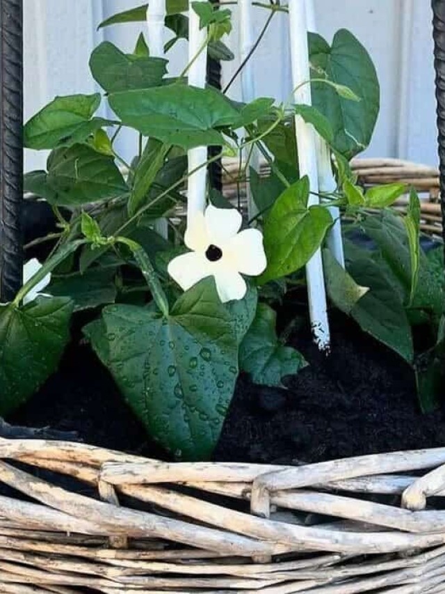 plantas trepadeiras para vasos