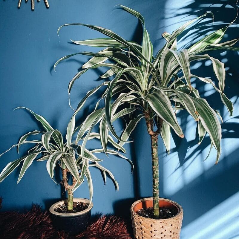 Valorizando o design de interiores com as dracenas.