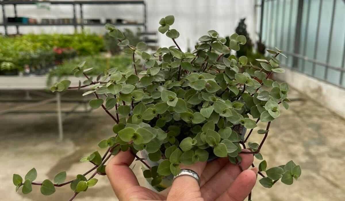 planta dinheiro em penca