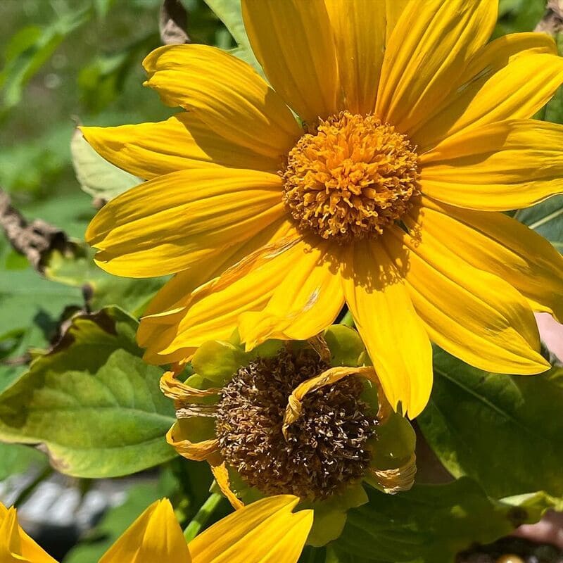 4 dicas para cuidar do Girassol Mexicano (Tithonia diversifolia)