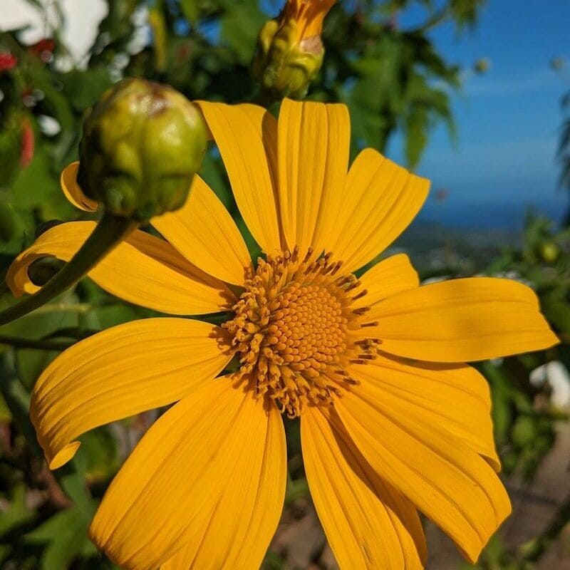 4 dicas para cuidar do Girassol Mexicano (Tithonia diversifolia)