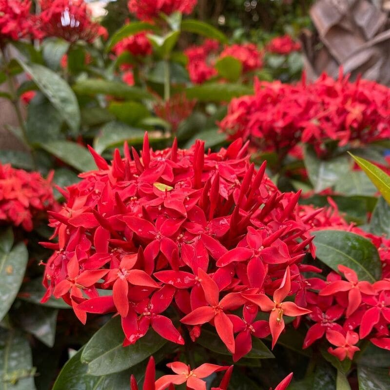 ixora