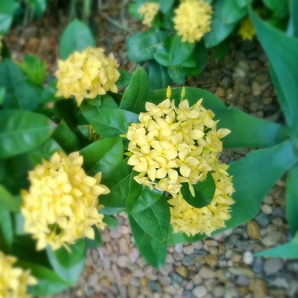 ixora