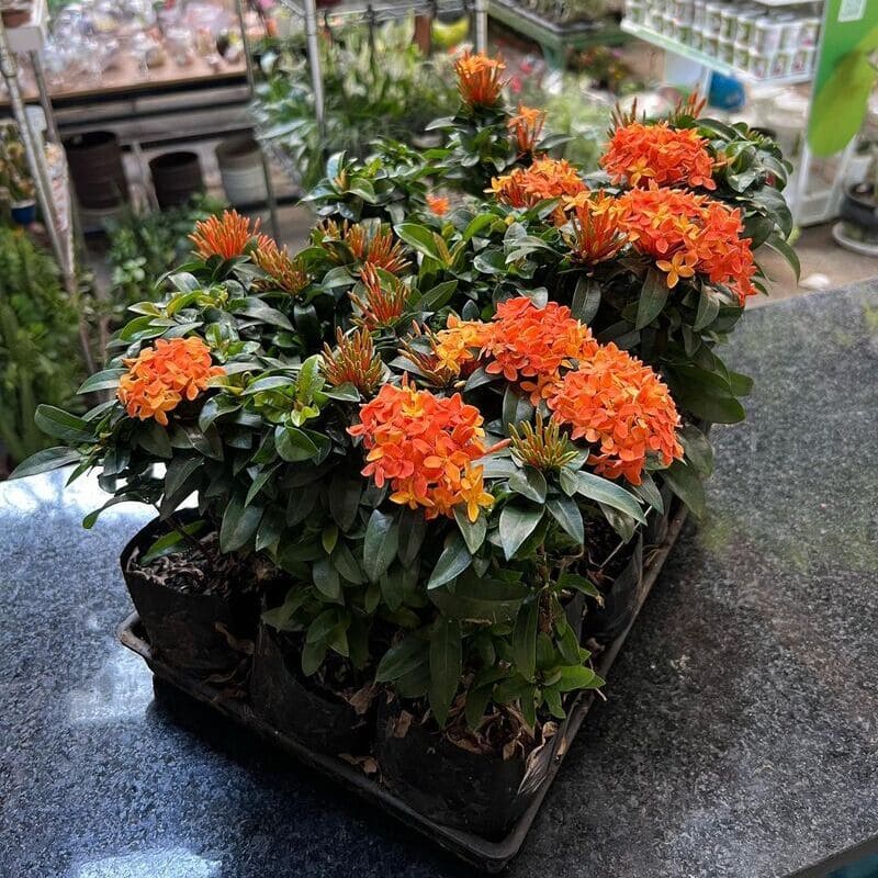 ixora 3