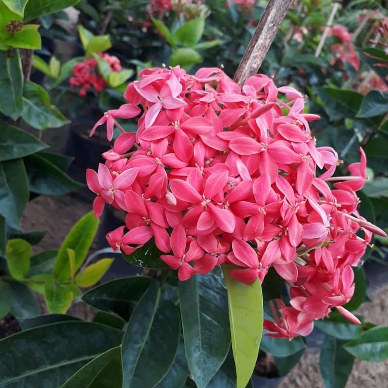 ixora 4