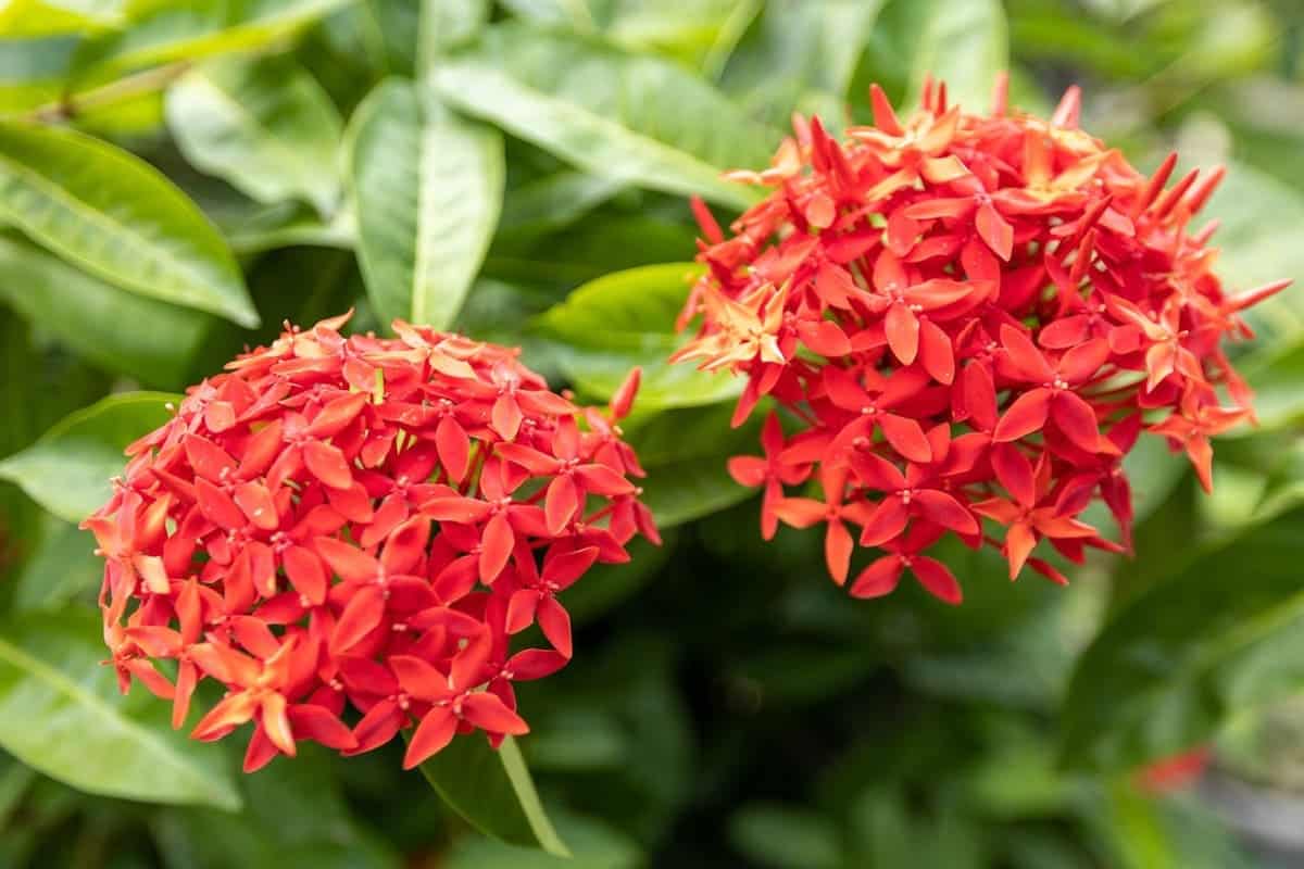 ixora