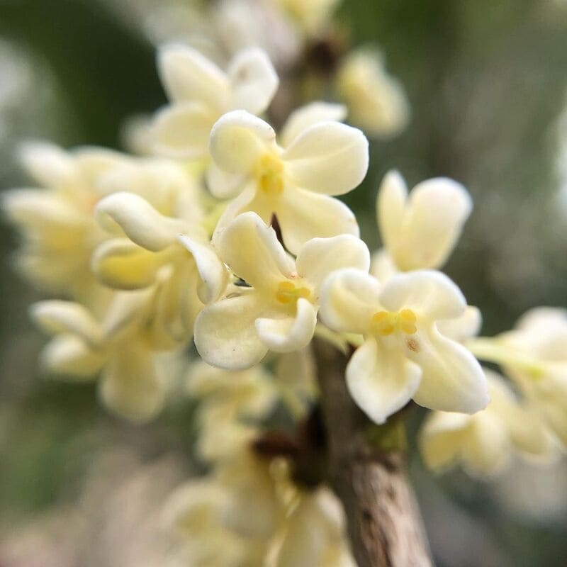 asmim do Imperador (Osmanthus fragrans)