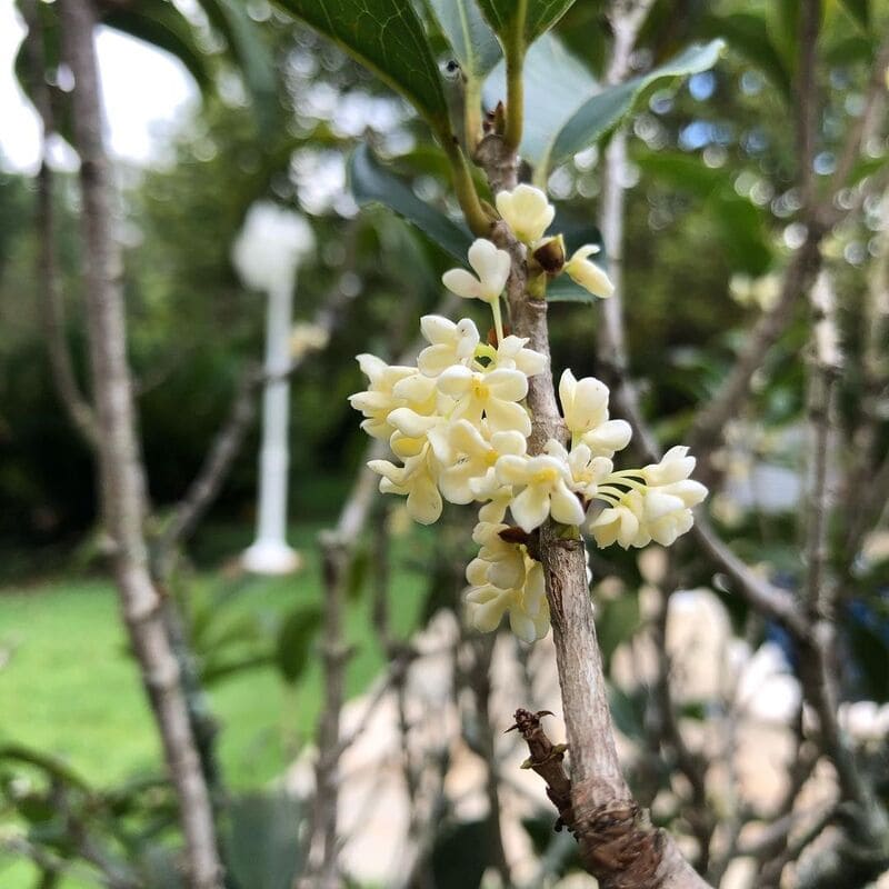 asmim do Imperador (Osmanthus fragrans)