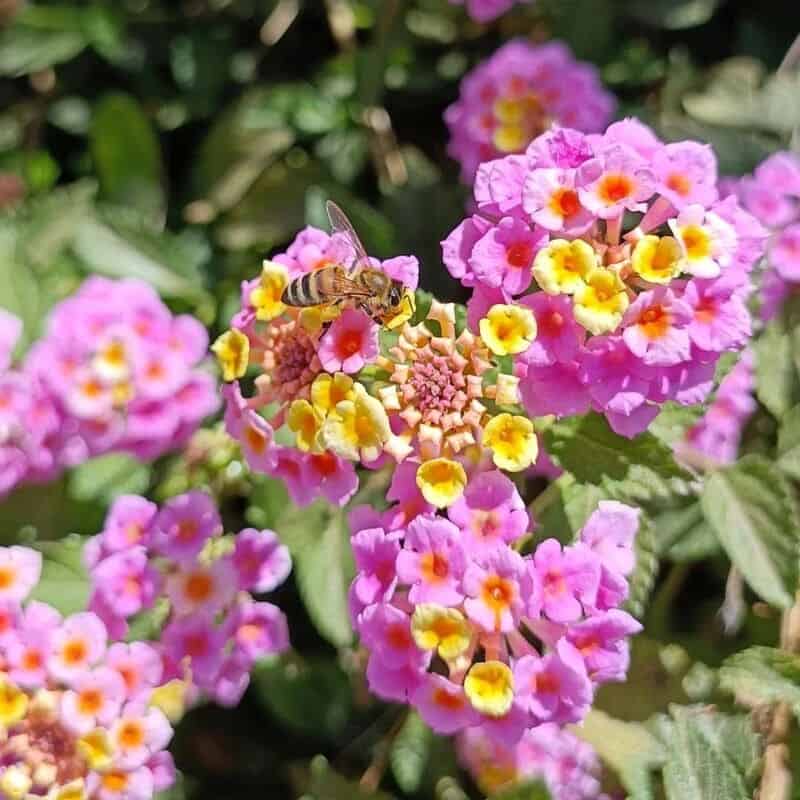 Lantana camara (Cambará): significados, versatilidade e cuidados com o cultivo.