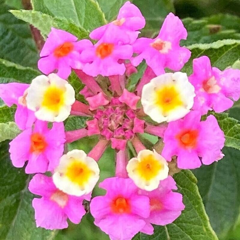 Lantana camara (Cambará): significados, versatilidade e cuidados com o cultivo.