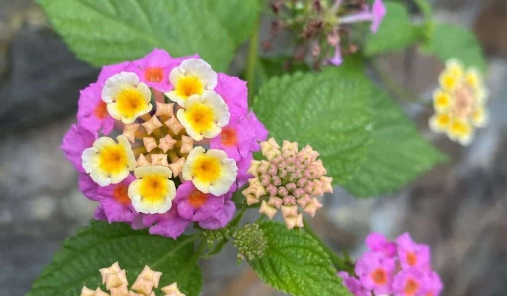 lantana camara