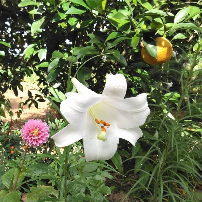 Lírio de São-José: Beleza, Simbolismo e Cultivo