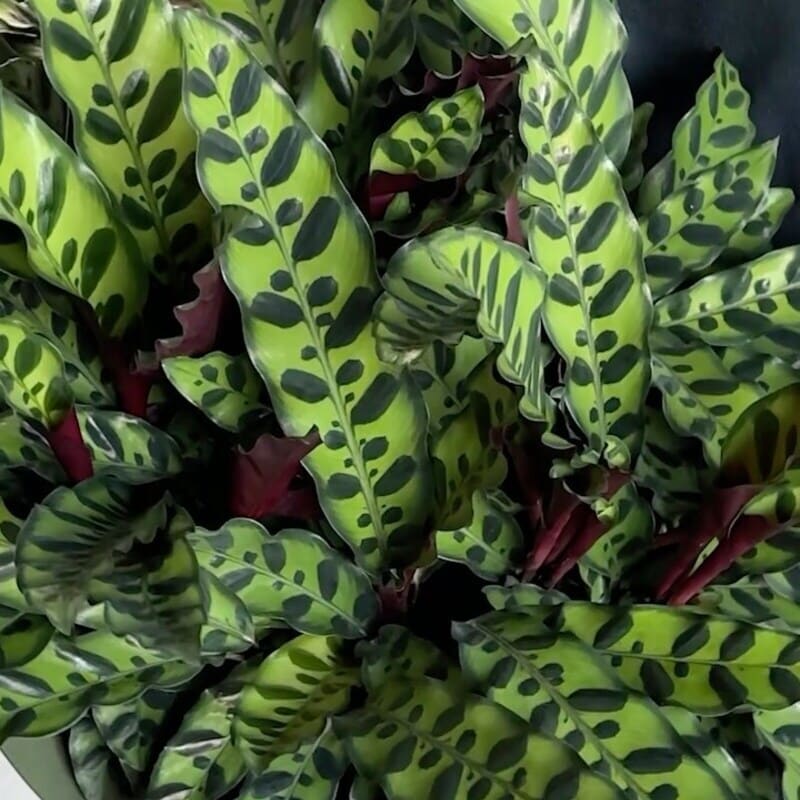 Maranta-cascavel (Calathea Insignis)