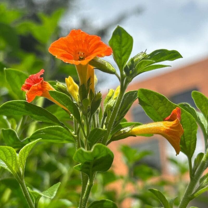 Marianinha (Streptosolen jamesonii)