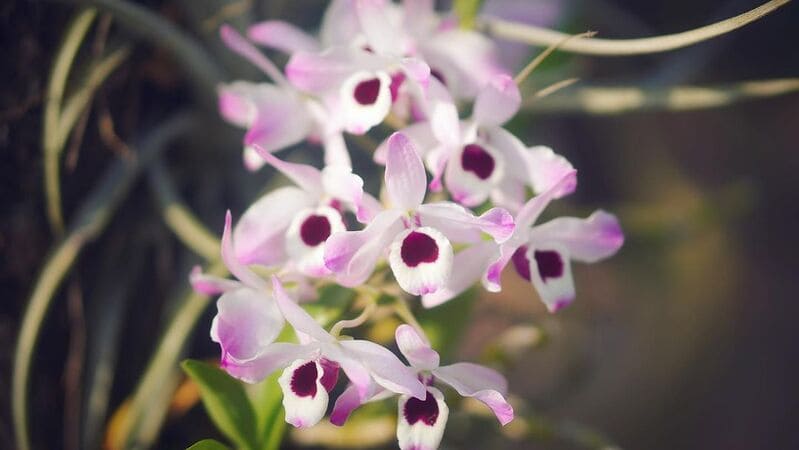 Orquídea Dendrobium