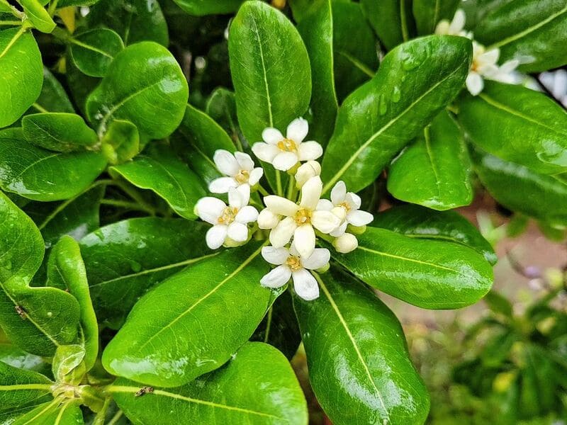 Pitosporo (Pittosporum tobira)