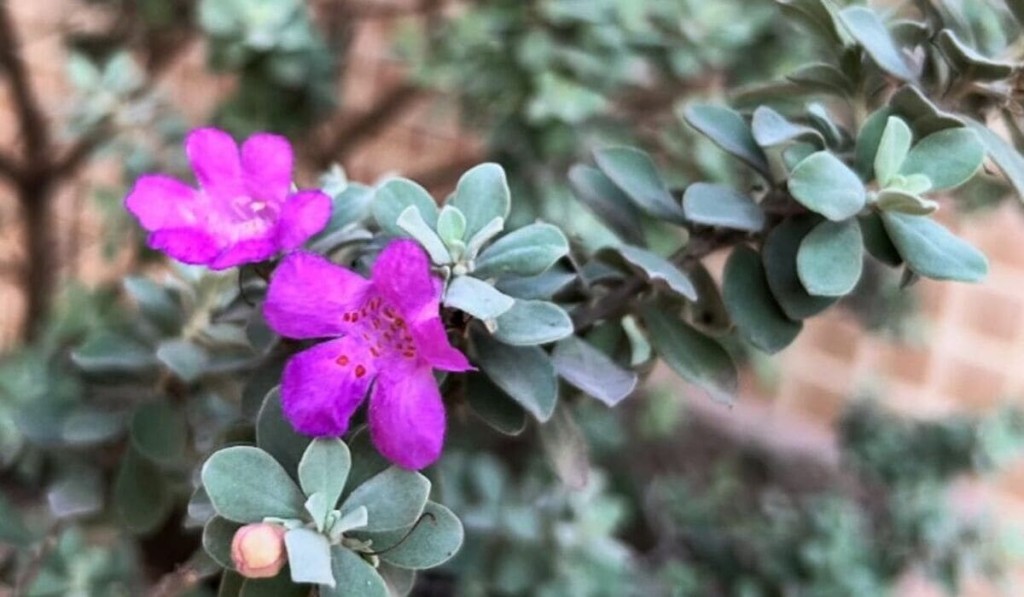 planta chuva de prata