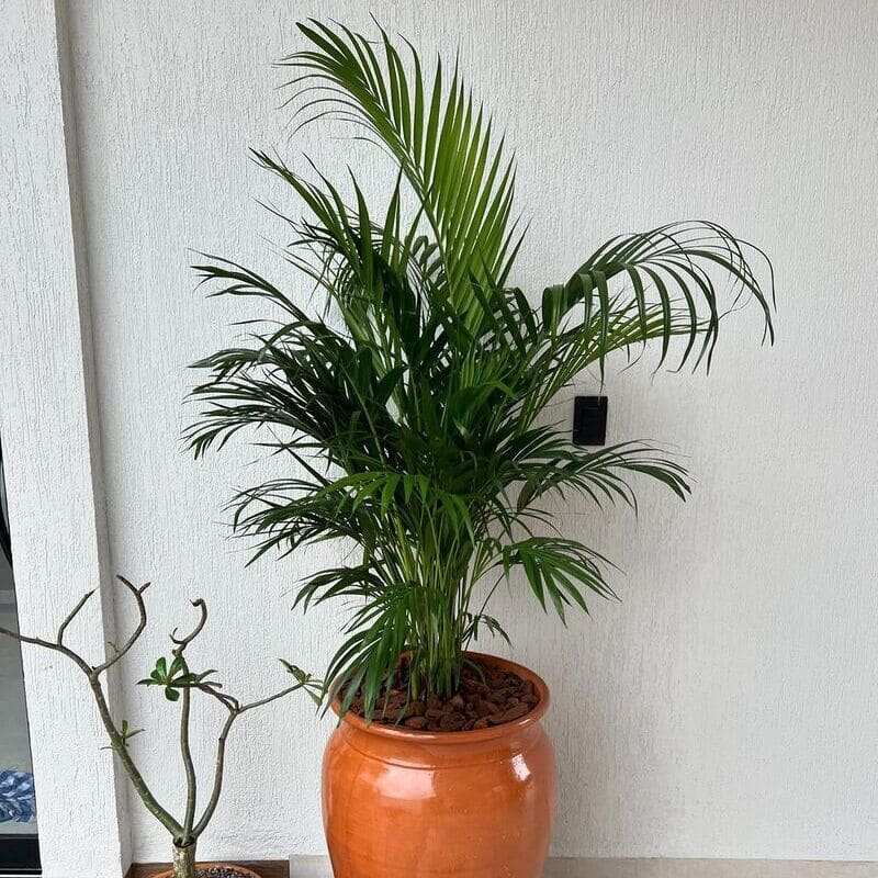 4 Plantas Antimofo para Manter Sua Casa Livre de Umidade