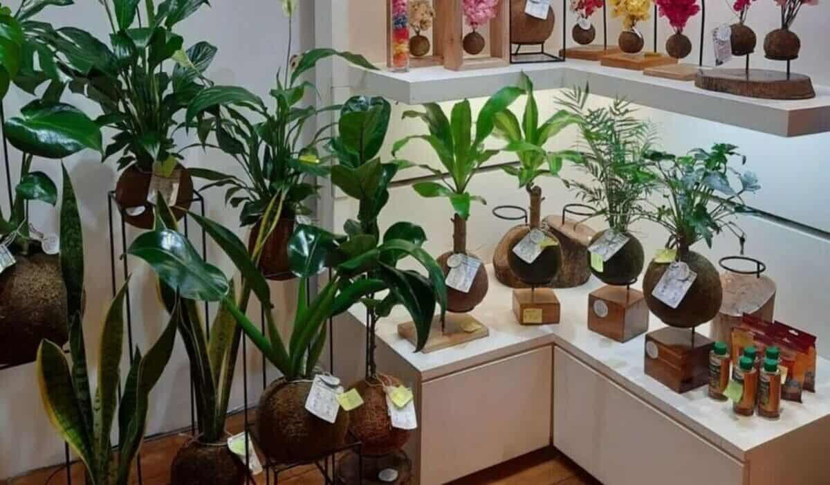 plantas para apartamento