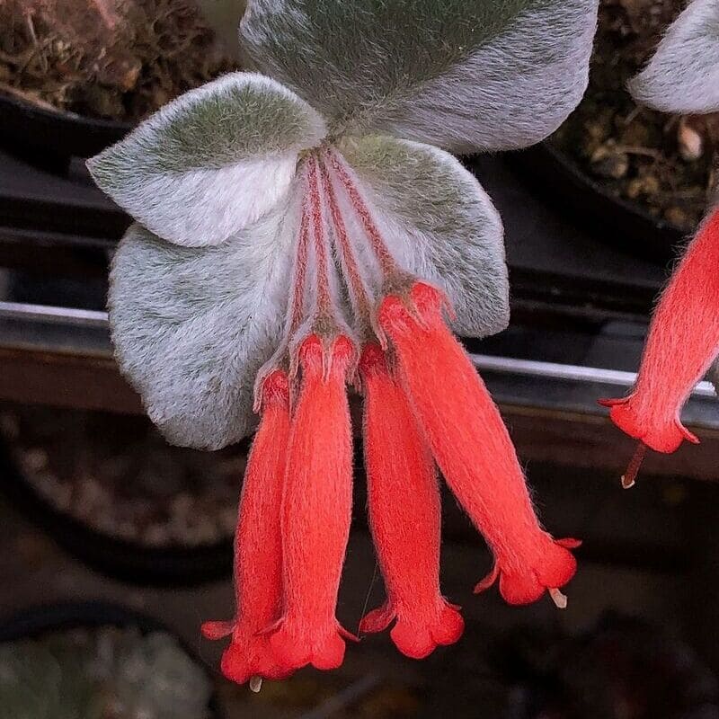 Rainha-do-abismo (Sinningia leucotricha)