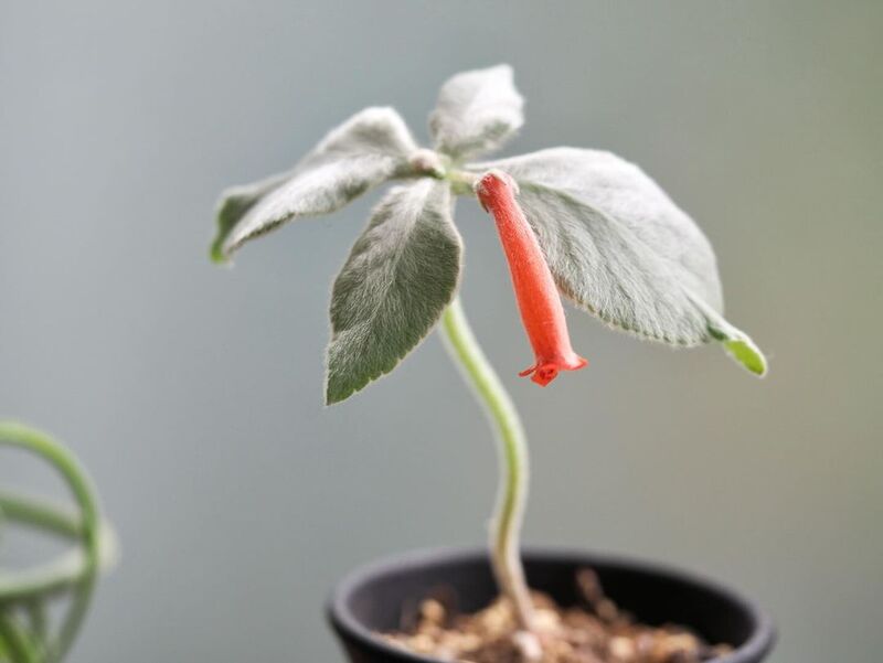 Rainha-do-abismo (Sinningia leucotricha)